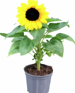 Solros lat. Helianthus annuus><noscript><img width=