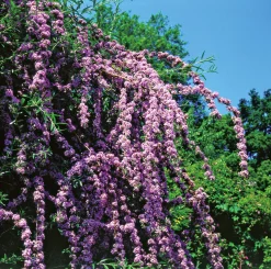 Sommarbuddleja Krukodlad>Omnia garden
