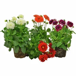 Sommardahlia lat. Dahlia x pinnata MaxiMix>Mäster Grön New