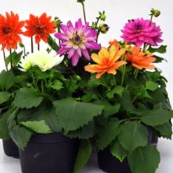 Sommardahlia lat. Dahlia x pinnata MaxiMix>Mäster Grön New