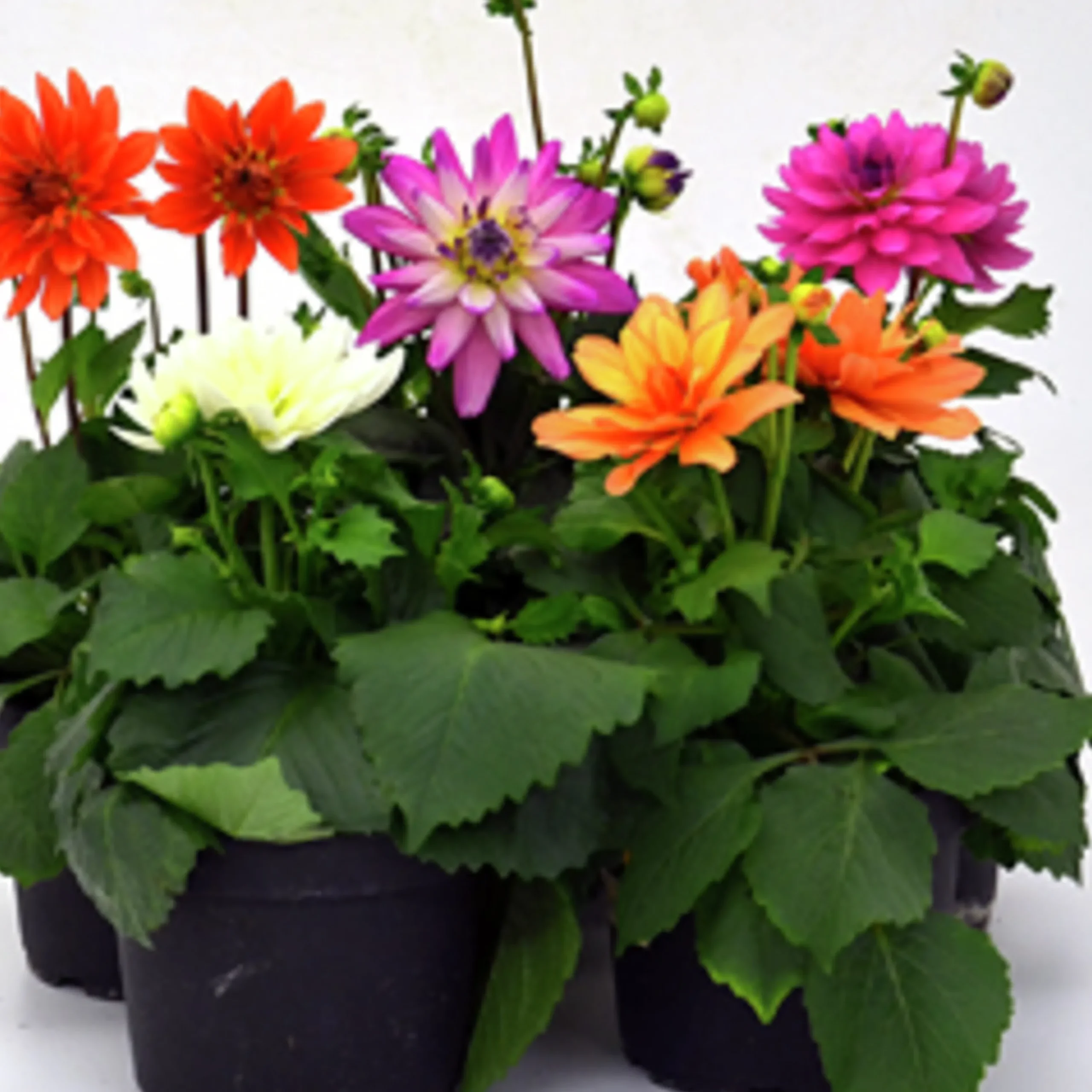 Sommardahlia lat. Dahlia x pinnata MaxiMix>Mäster Grön New