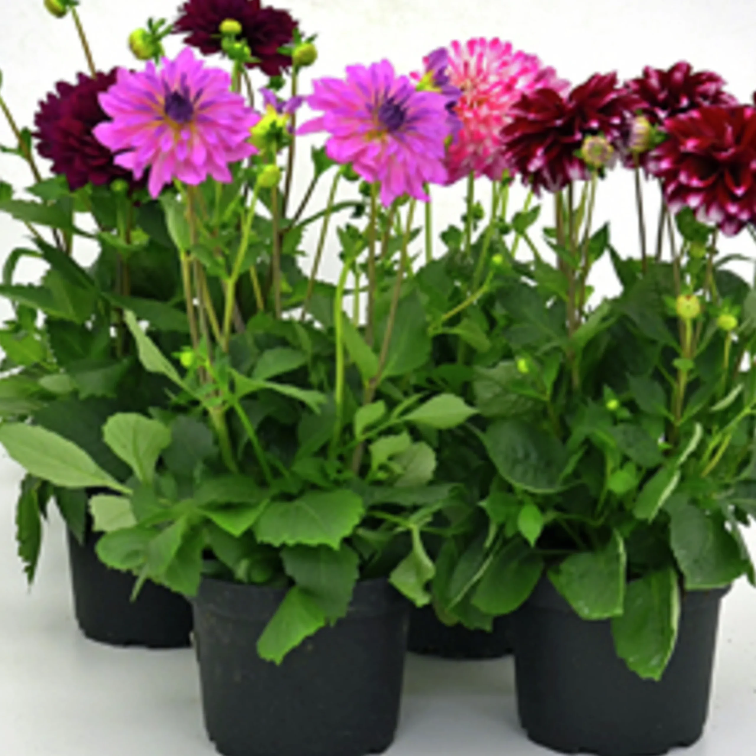 Sommardahlia lat. Dahlia x pinnata MaxiMix>Mäster Grön New