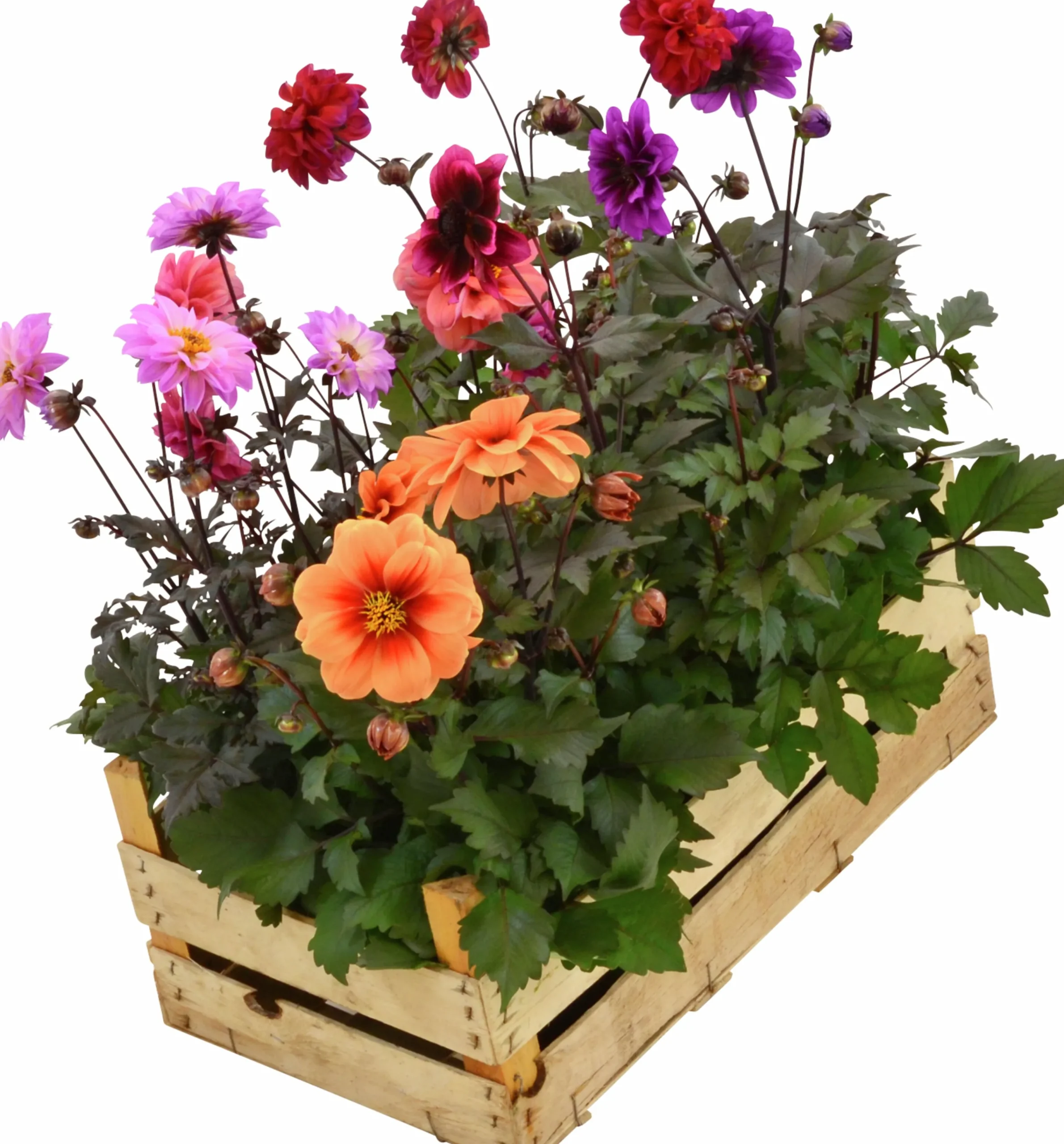 Sommardahlia lat. Dahlia x pinnata MaxiMix>Mäster Grön New