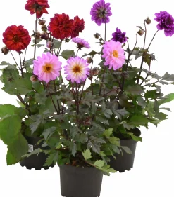 Sommardahlia lat. Dahlia x pinnata MaxiMix><noscript><img width=