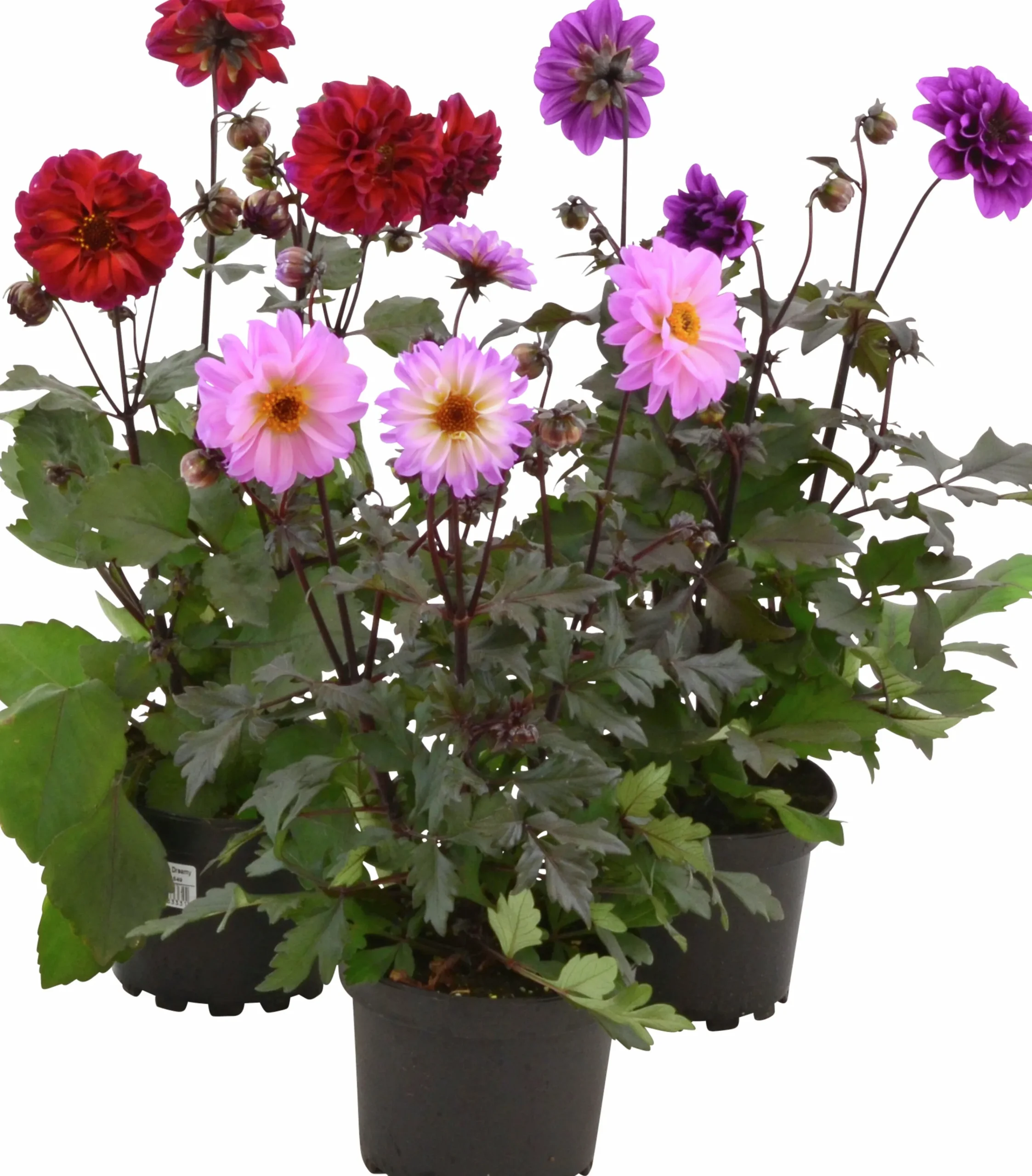 Sommardahlia lat. Dahlia x pinnata MaxiMix>Mäster Grön New