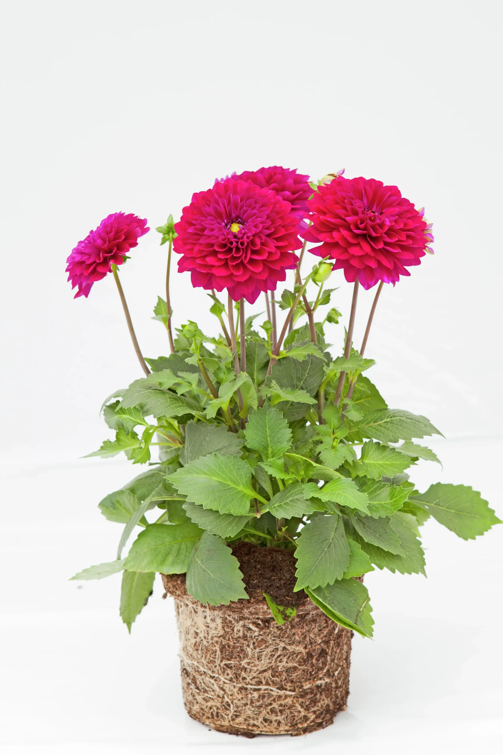 Sommardahlia lat. Dahlia x pinnata MaxiMix>Mäster Grön New