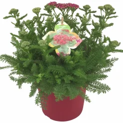 Sommarväxter i 19cm kruka>Mäster Grön New