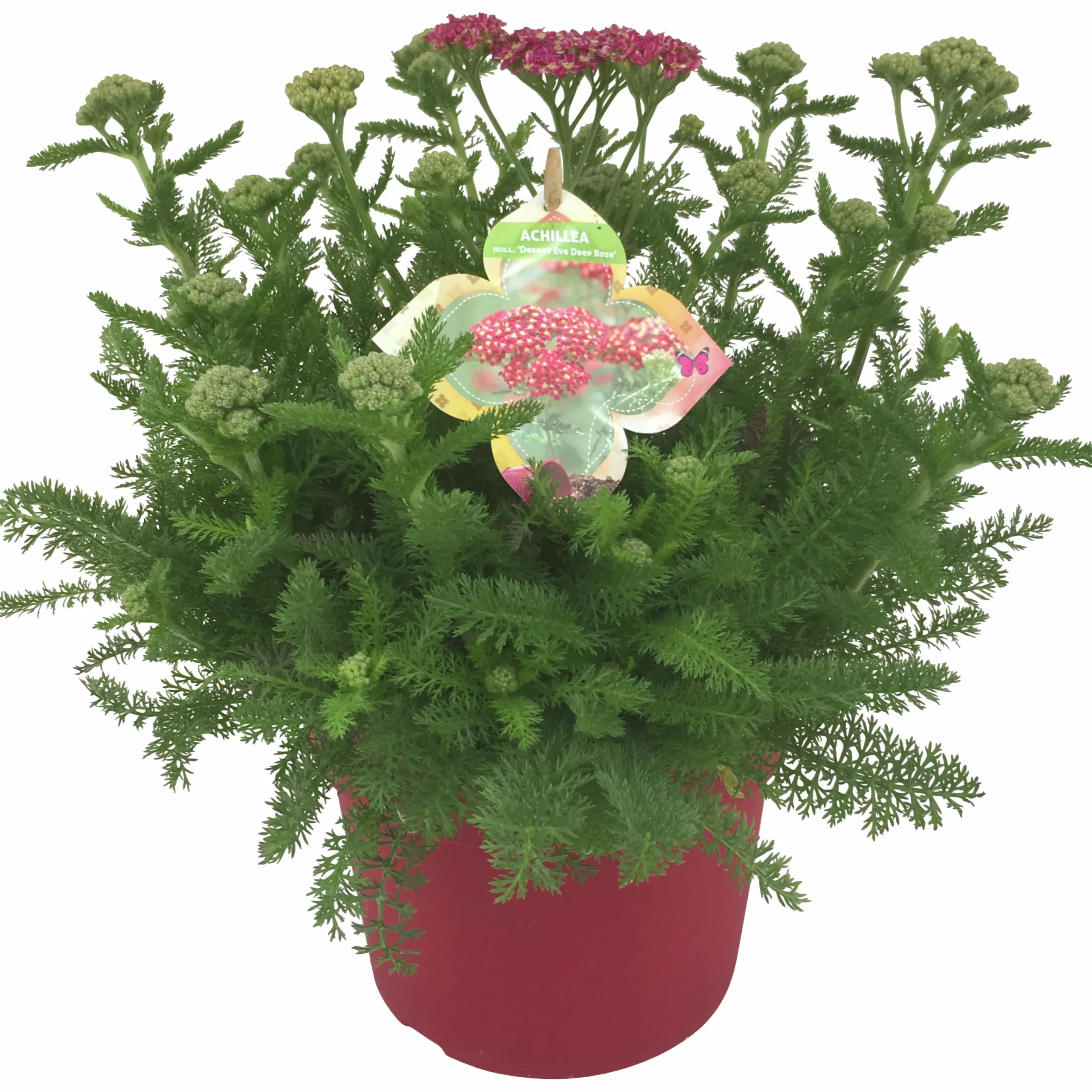 Sommarväxter i 19cm kruka>Mäster Grön New