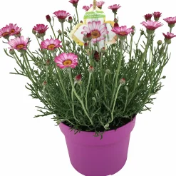 Sommarväxter i 19cm kruka><noscript><img width=