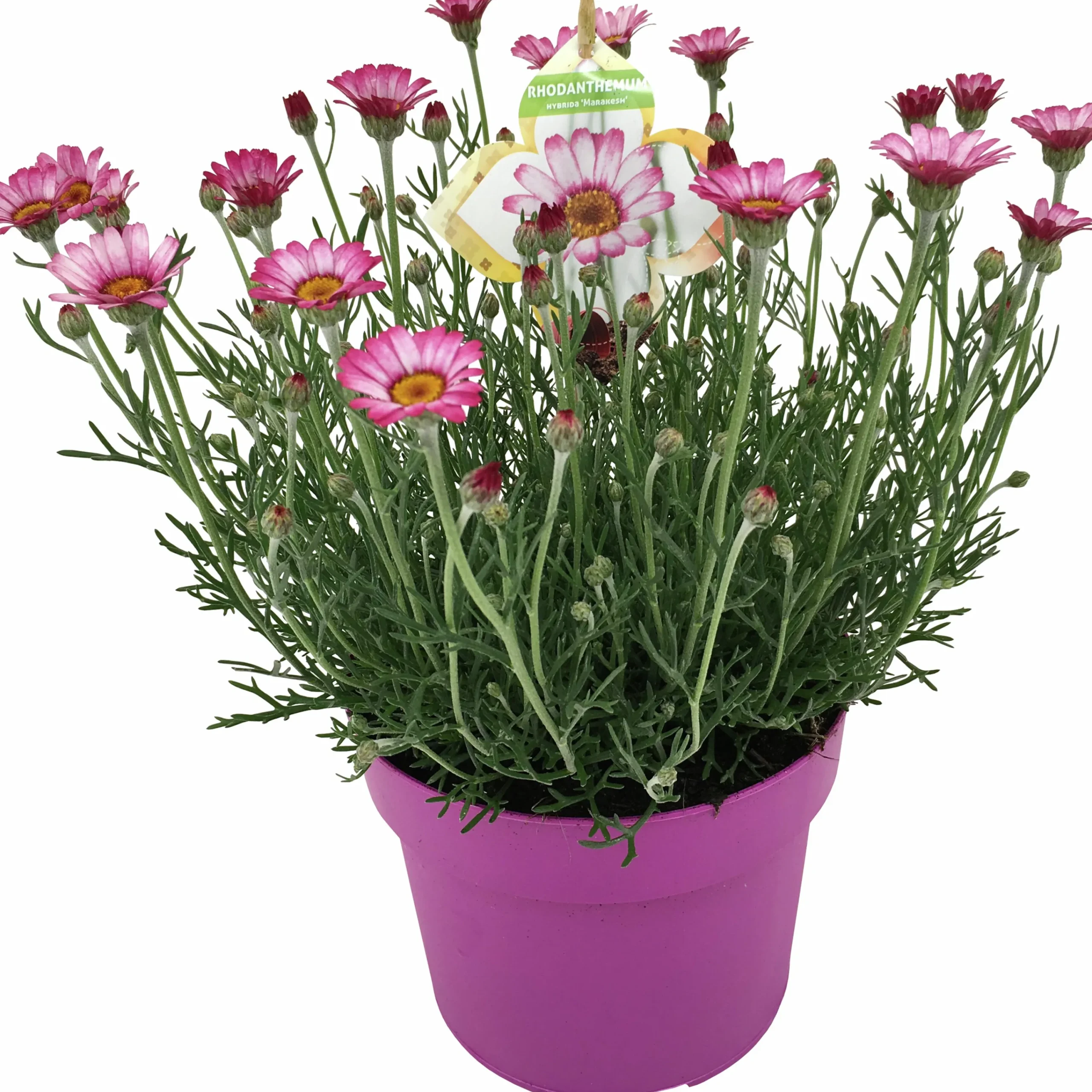Sommarväxter i 19cm kruka>Mäster Grön New