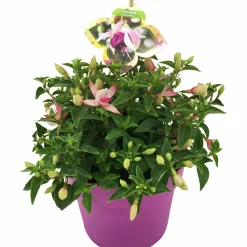 Sommarväxter i 19cm kruka><noscript><img width=