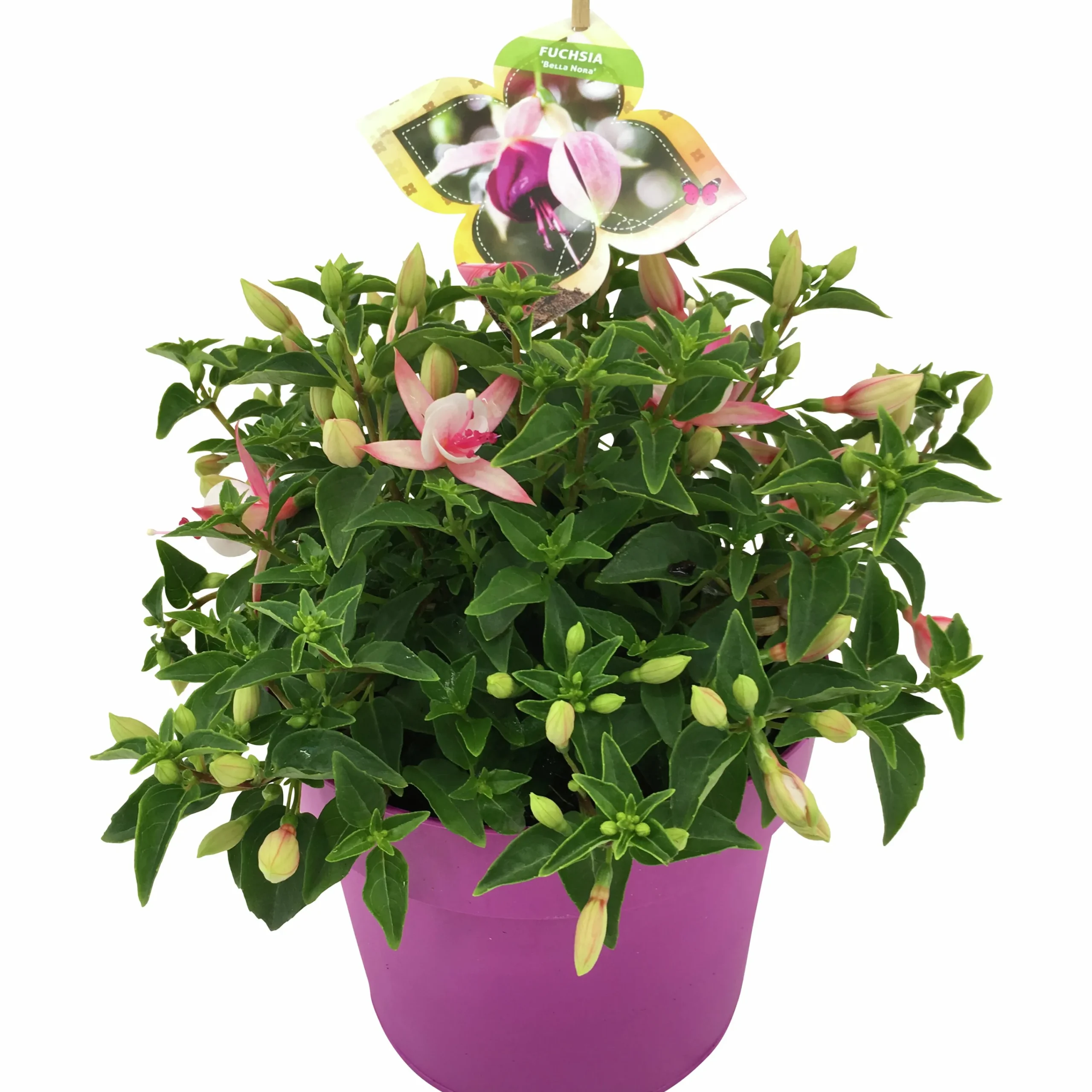 Sommarväxter i 19cm kruka>Mäster Grön New