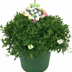 Sommarväxter i 19cm kruka><noscript><img width=
