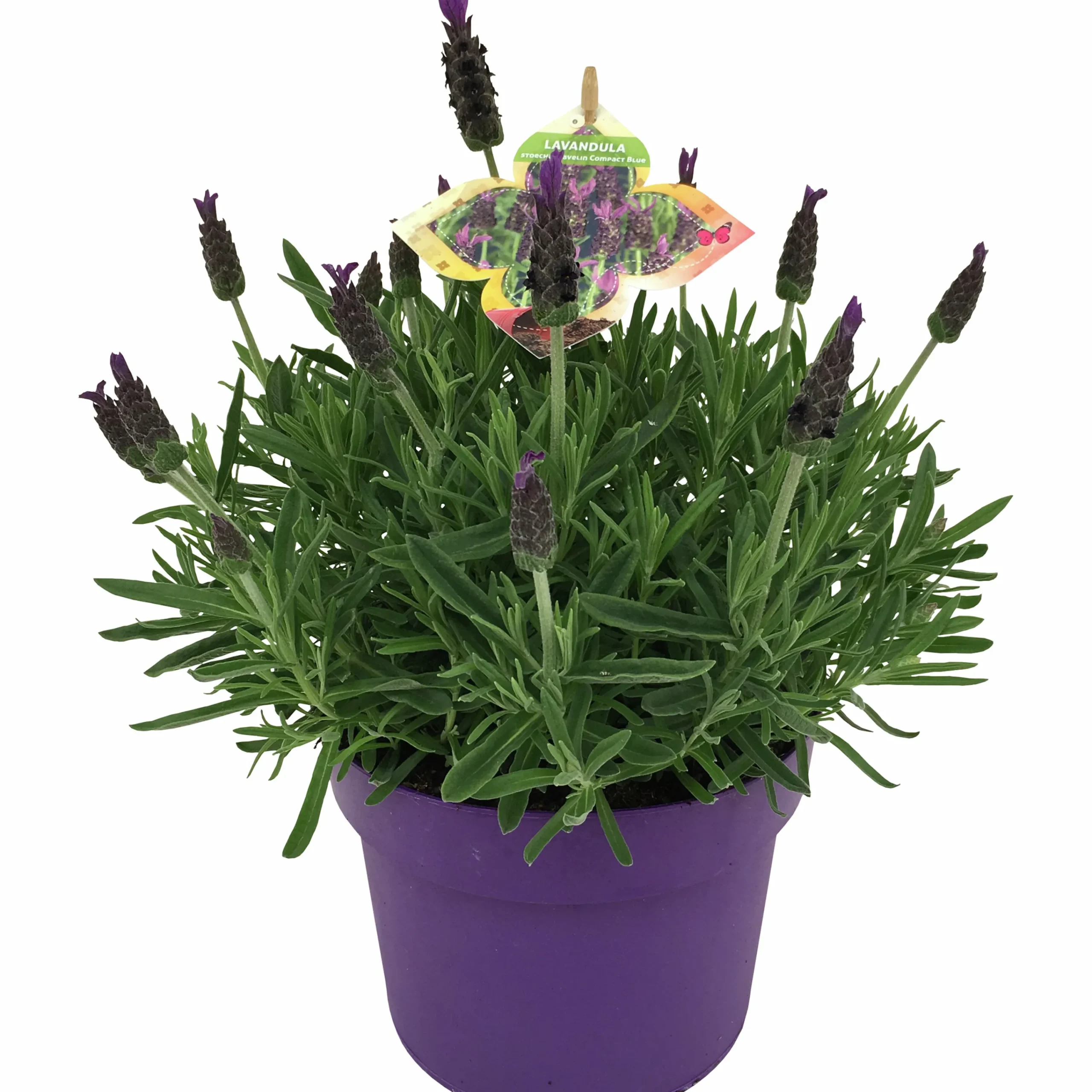 Sommarväxter i 19cm kruka>Mäster Grön New