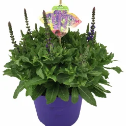 Sommarväxter i 19cm kruka><noscript><img width=