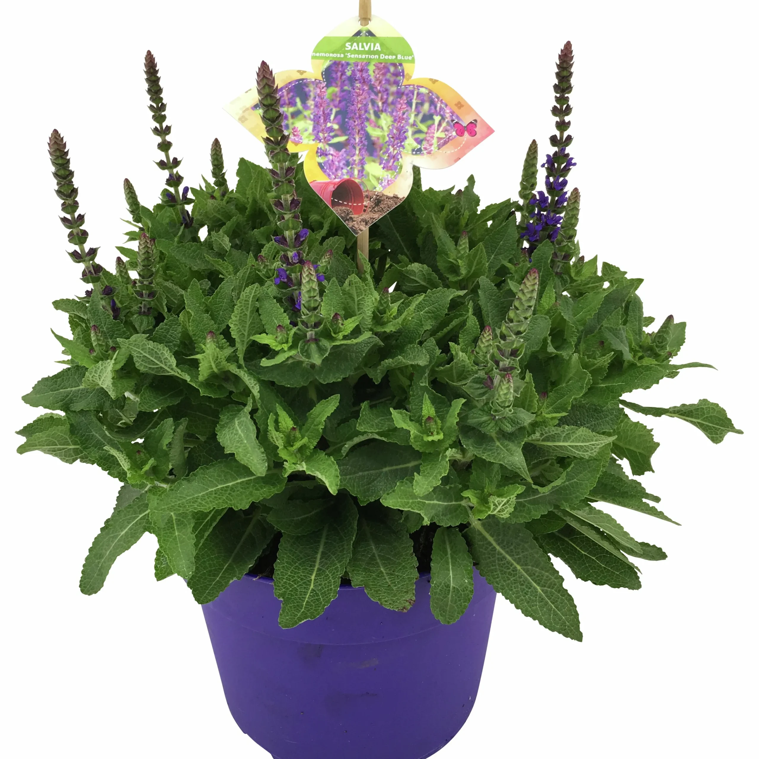 Sommarväxter i 19cm kruka>Mäster Grön New