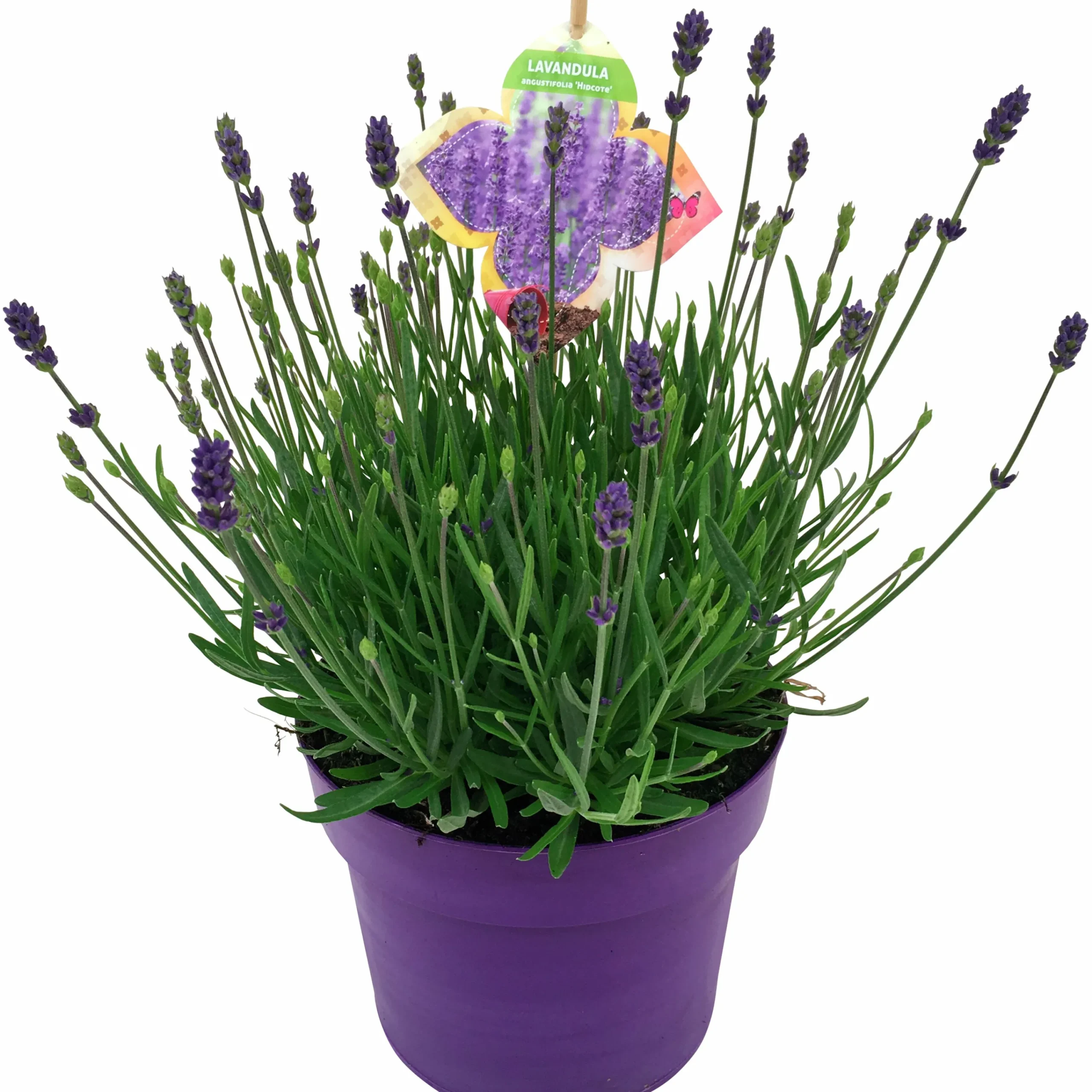 Sommarväxter i 19cm kruka>Mäster Grön New