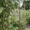 Spaljétorn för tomater 23+25+23cmx140cm>Nelson Garden New