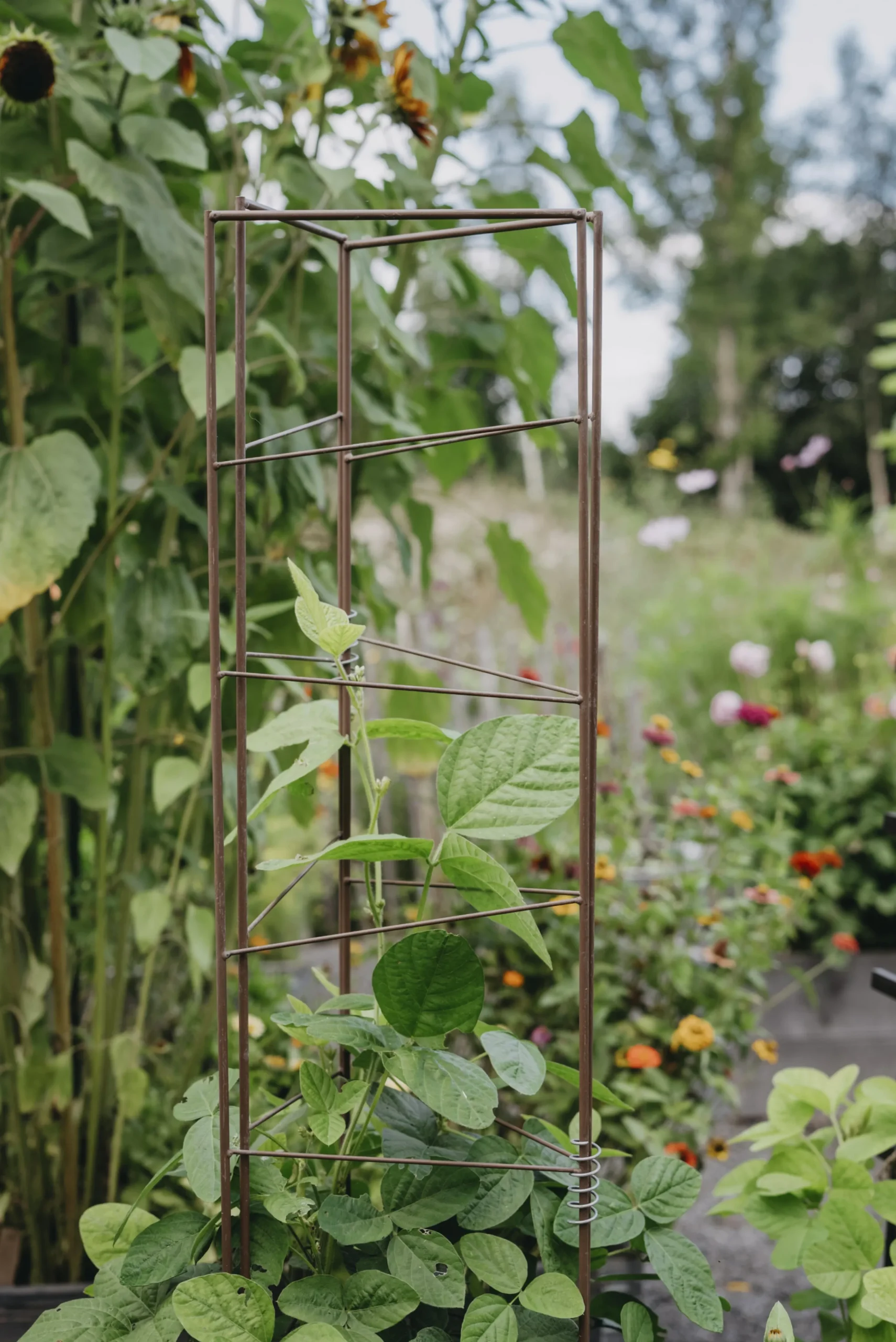Spaljétorn för tomater 23+25+23cmx140cm>Nelson Garden New