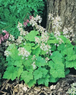 Spetsmössa 'Moorgrun'>Omnia garden Sale