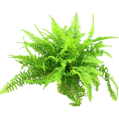 Spjutbräken lat. Nephrolepis exaltata 'Bostoniensis' i 12cm kruka>Mäster Grön Hot