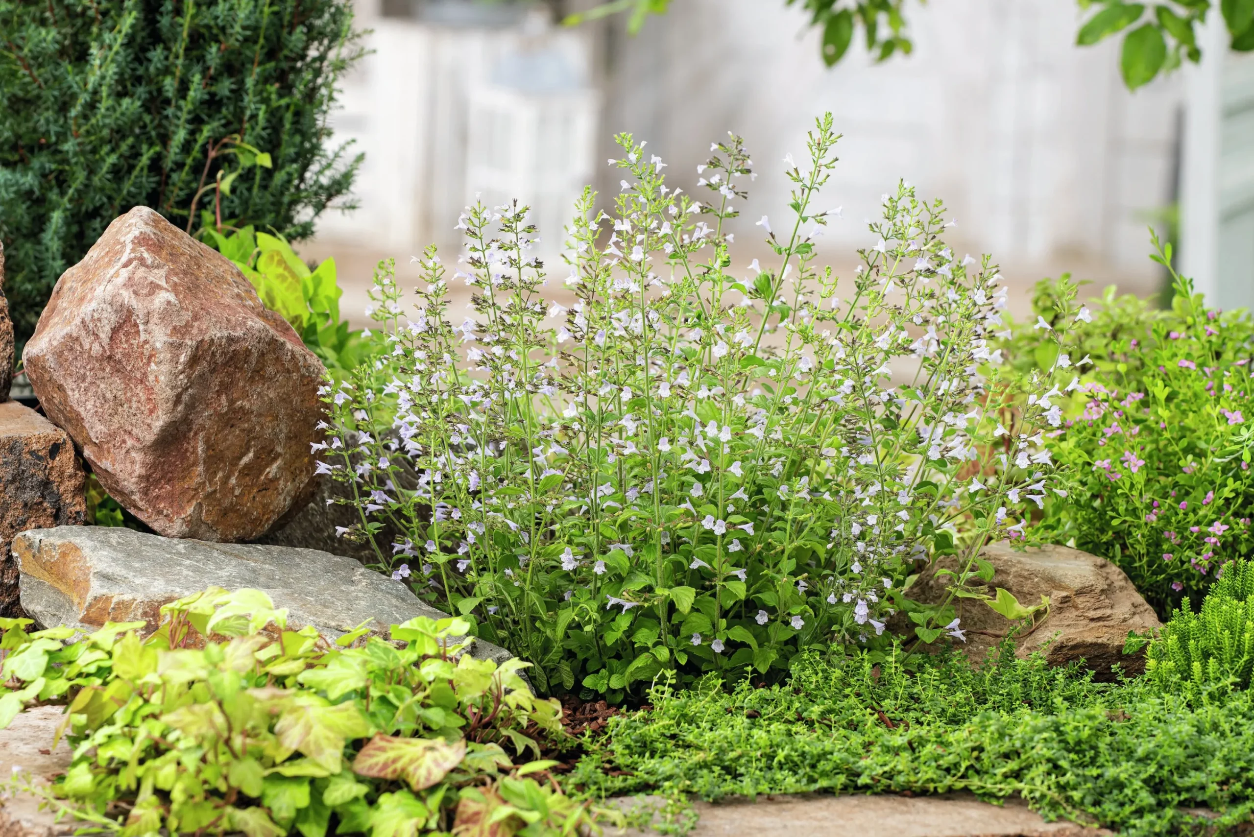 Stenkyndel 'Blue Cloud'>Omnia garden New