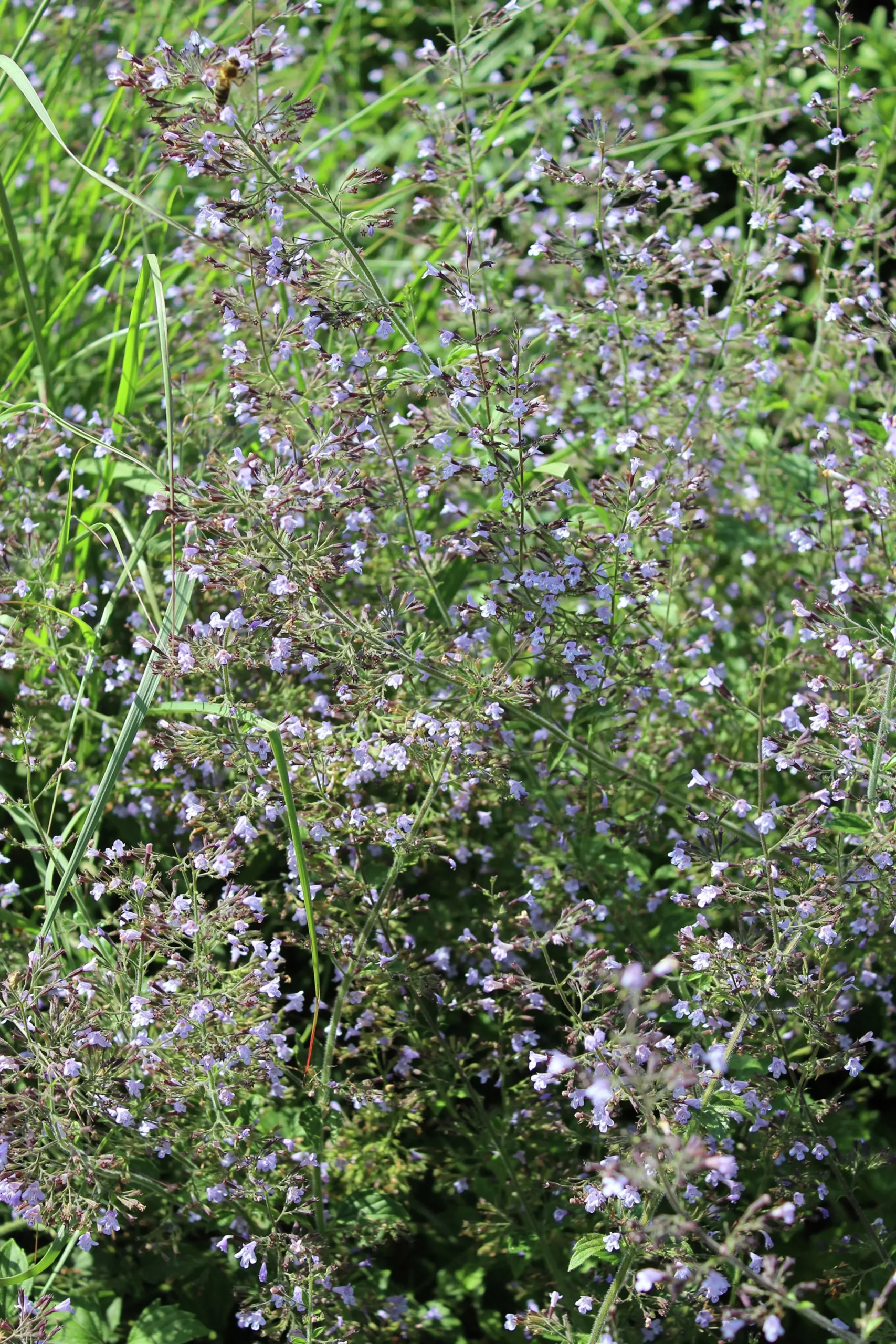 Stenkyndel 'Blue Cloud'>Omnia garden New