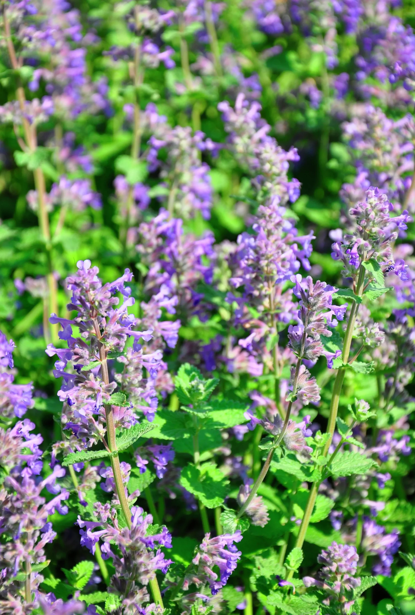 Stenkyndel klassisk>Omnia garden Discount