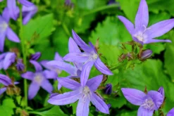 Stjärnklocka 'Stella'>Omnia garden Discount