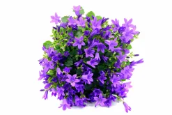 Stjärnklocka 'Stella'>Omnia garden Discount