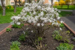 Stjärnmagnolia>Omnia garden Online