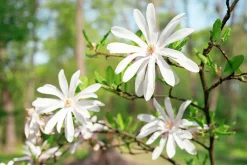 Stjärnmagnolia><noscript><img width=