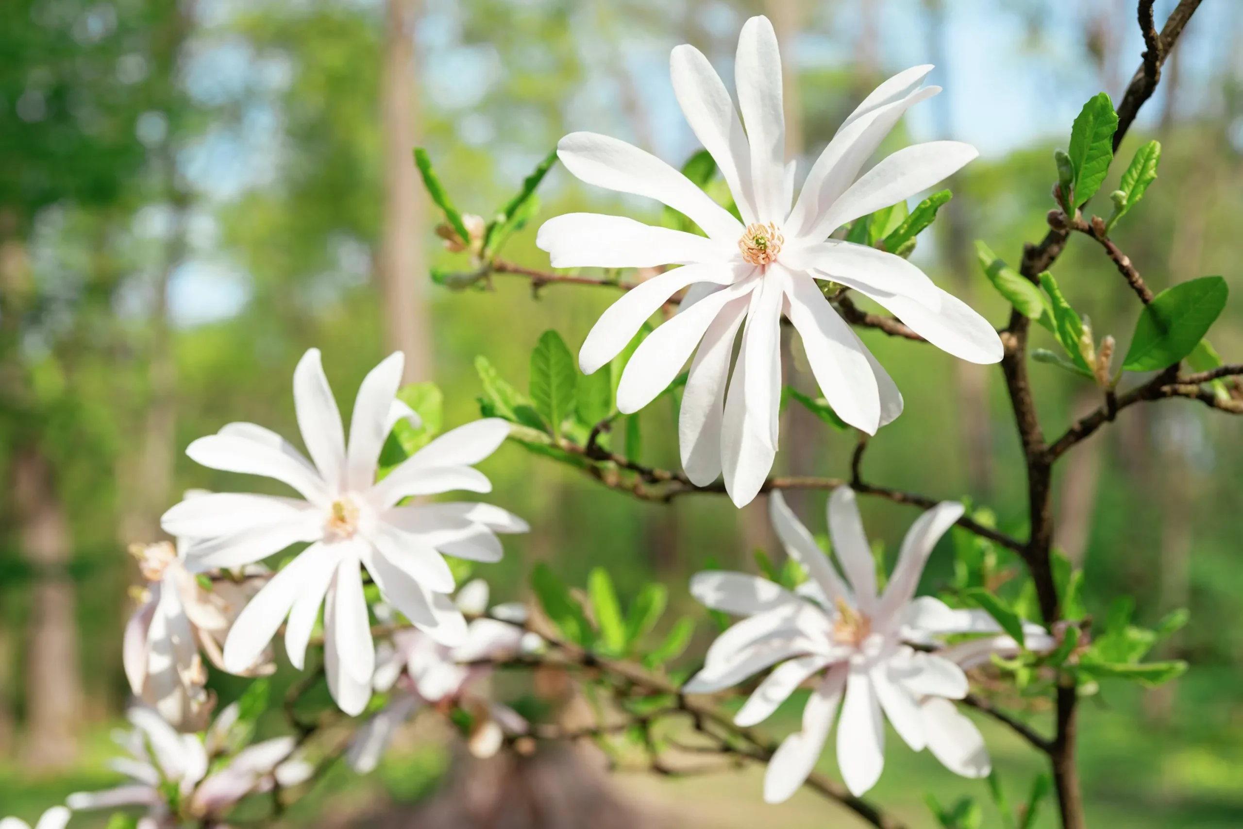 Stjärnmagnolia>Omnia garden Online