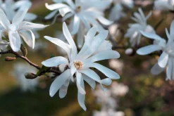 Stjärnmagnolia><noscript><img width=