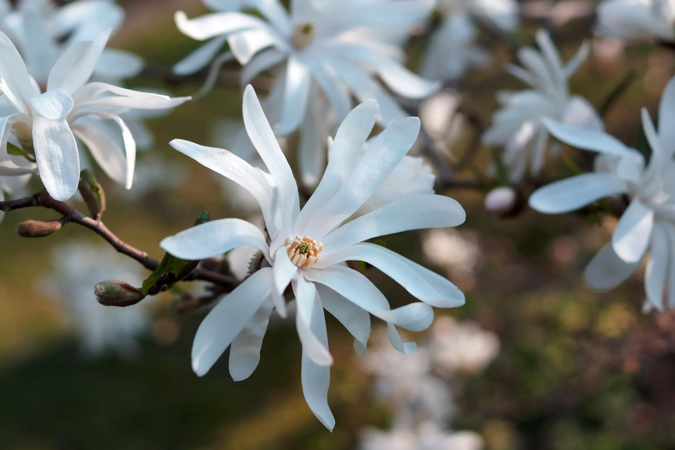 Stjärnmagnolia>Omnia garden Online