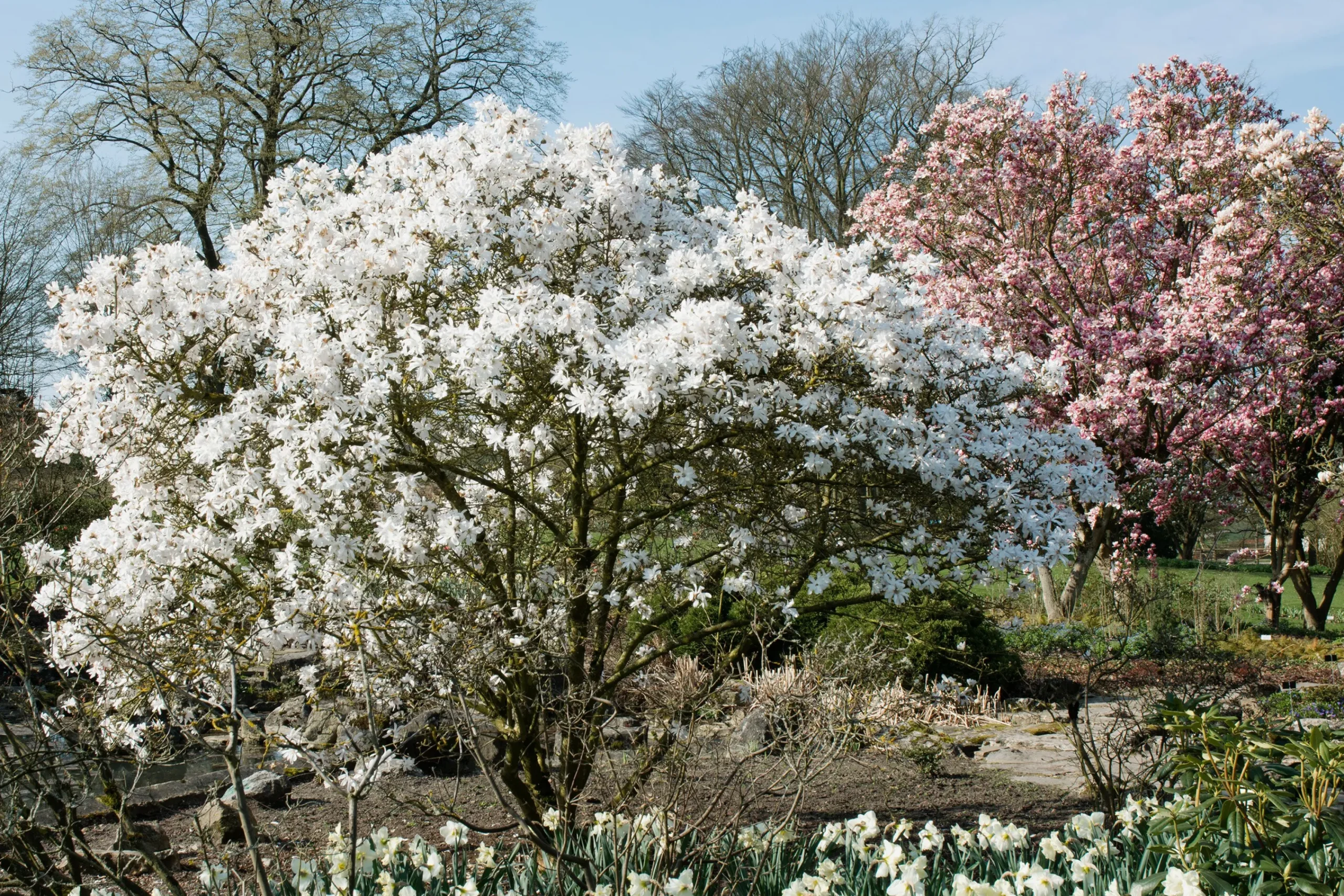 Stjärnmagnolia>Omnia garden Online