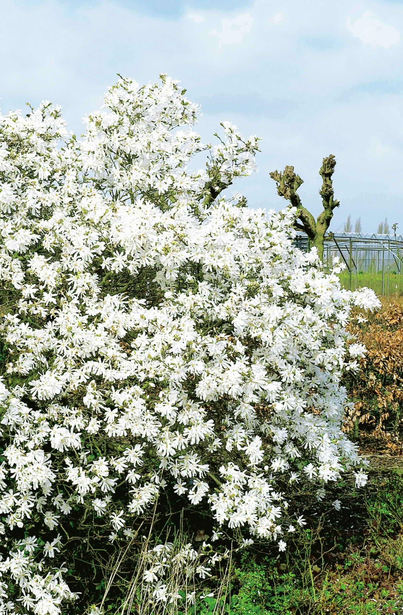 Stjärnmagnolia 'Royal Star' Krukodlad>Omnia garden Online