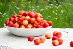 Sötkörsbär 'Büttners Späte Rote Knorpelkirsche'>Omnia garden Discount