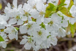 Sötkörsbär 'Gårdebo'><noscript><img width=
