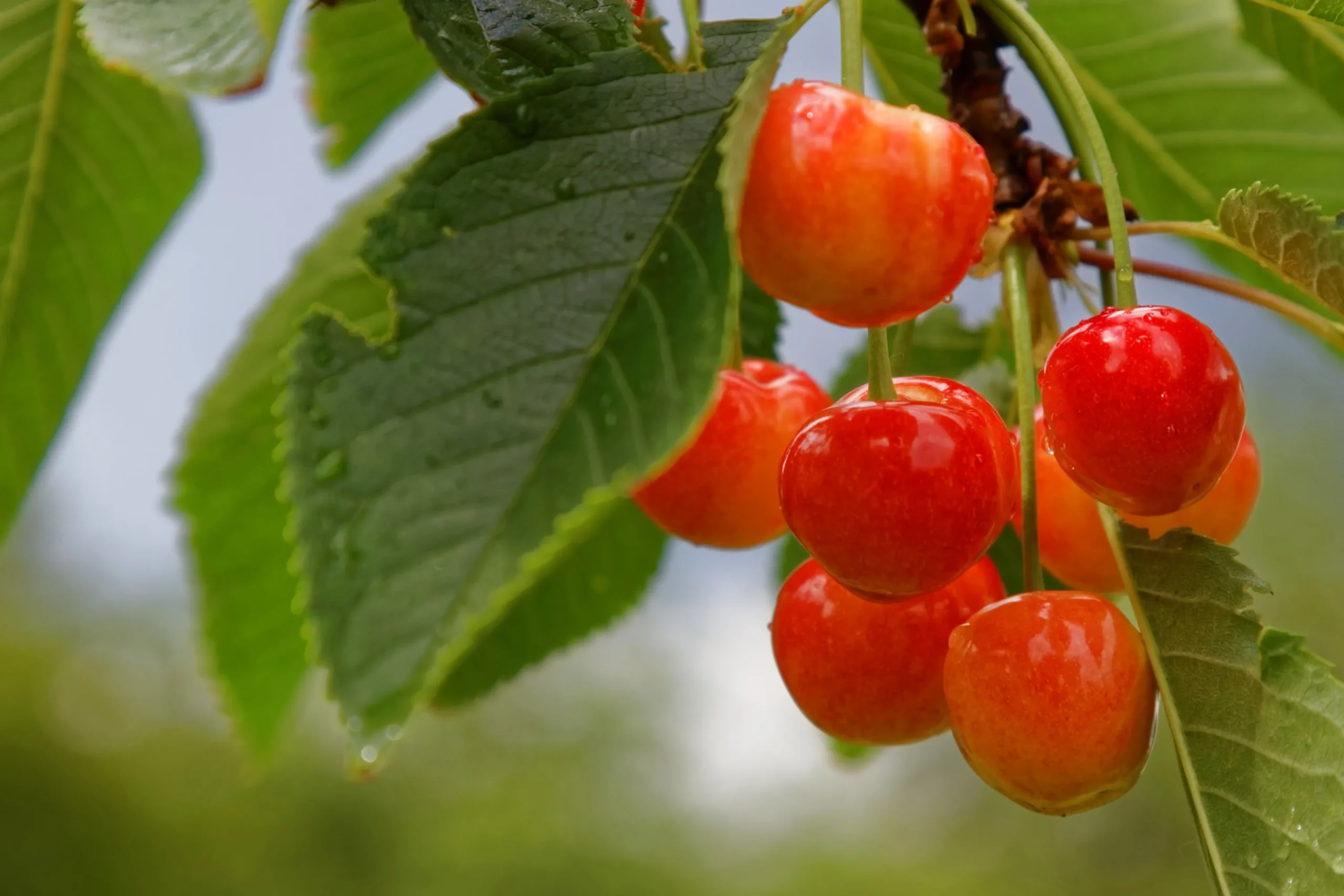 Sötkörsbär 'Heidi'>Omnia garden Discount