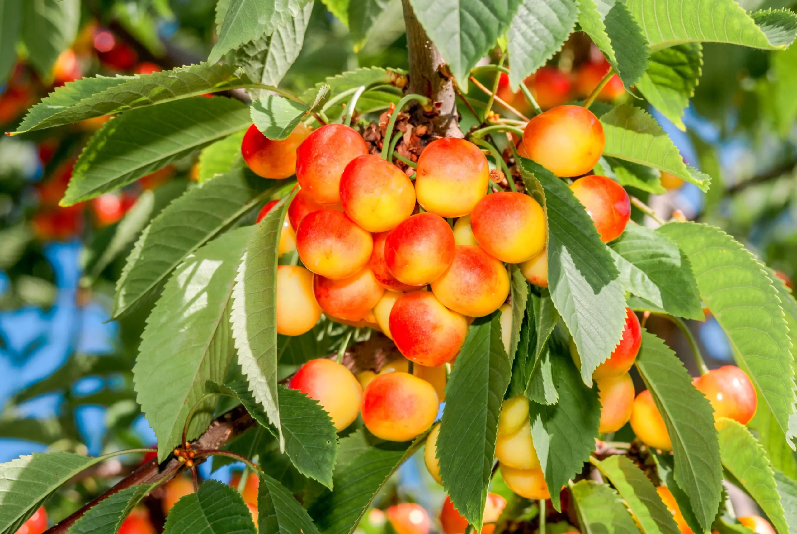 Sötkörsbär 'Heidi'>Omnia garden Discount
