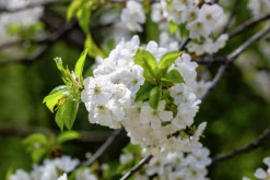 Sötkörsbär 'Heidi'><noscript><img width=