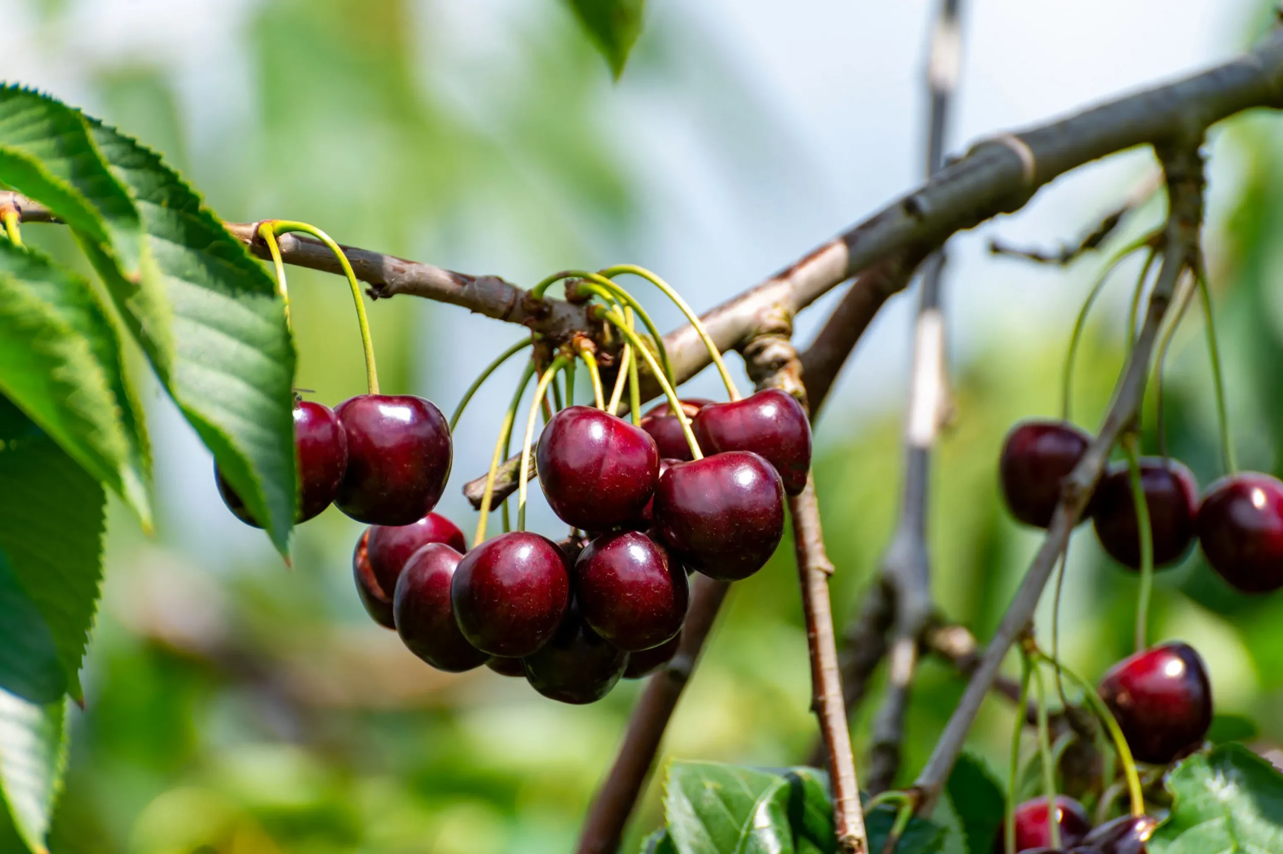 Sötkörsbär 'Lapins'>Omnia garden Sale