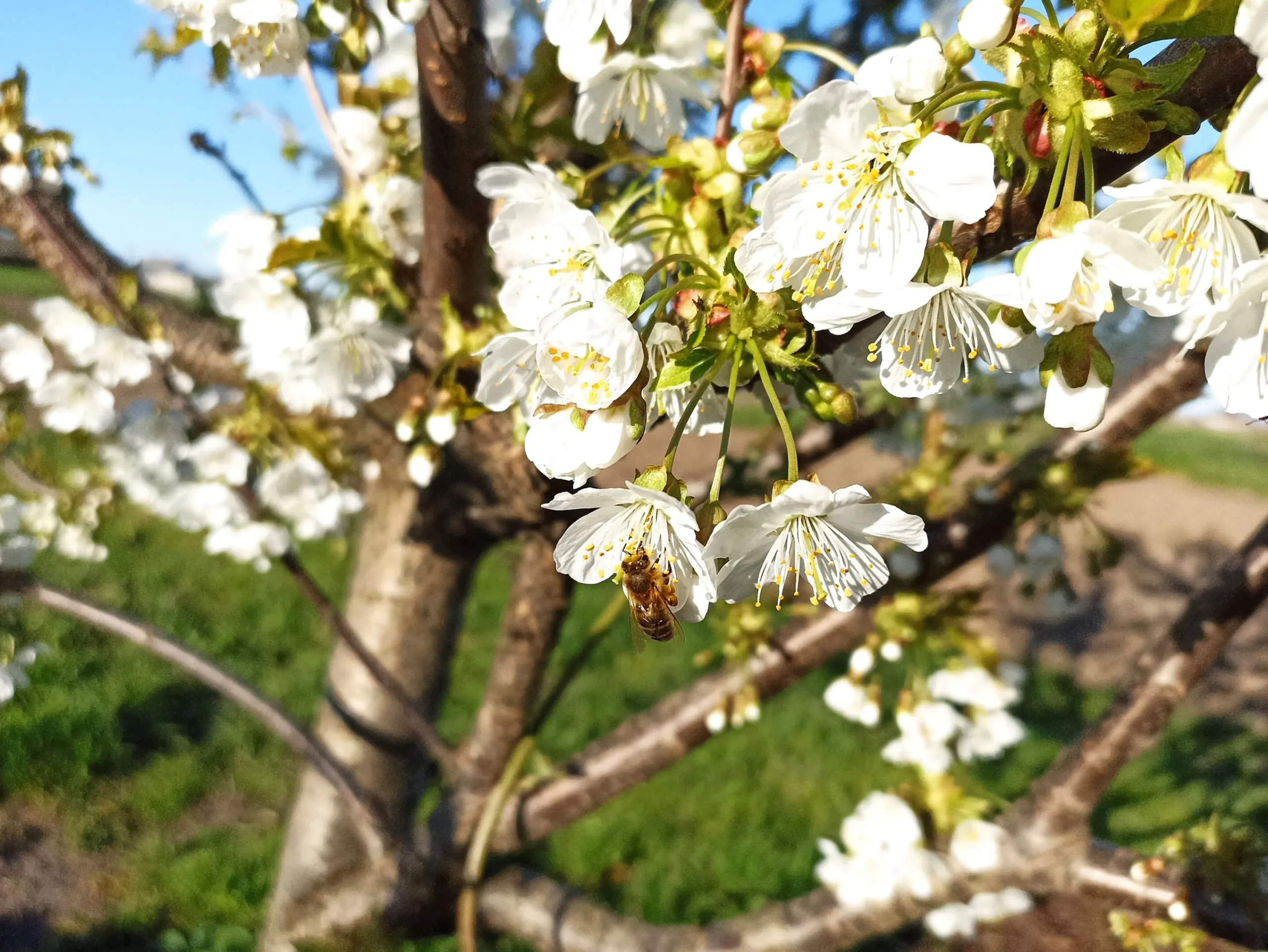 Sötkörsbär 'Lapins'>Omnia garden Sale