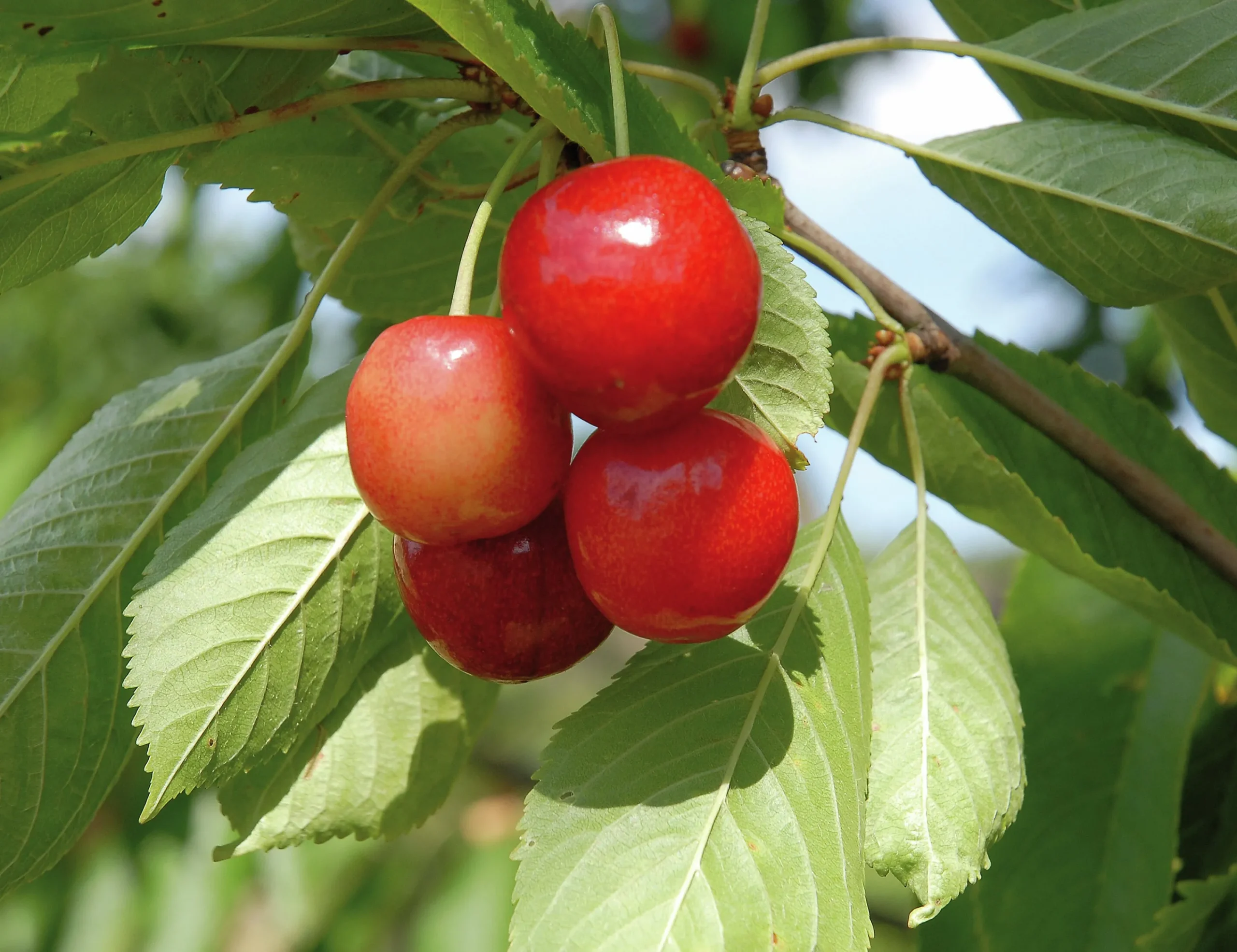 Sötkörsbär 'Merton Glory'>Omnia garden Clearance