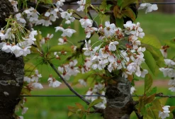 Sötkörsbär 'Stella' Svagväxande><noscript><img width=