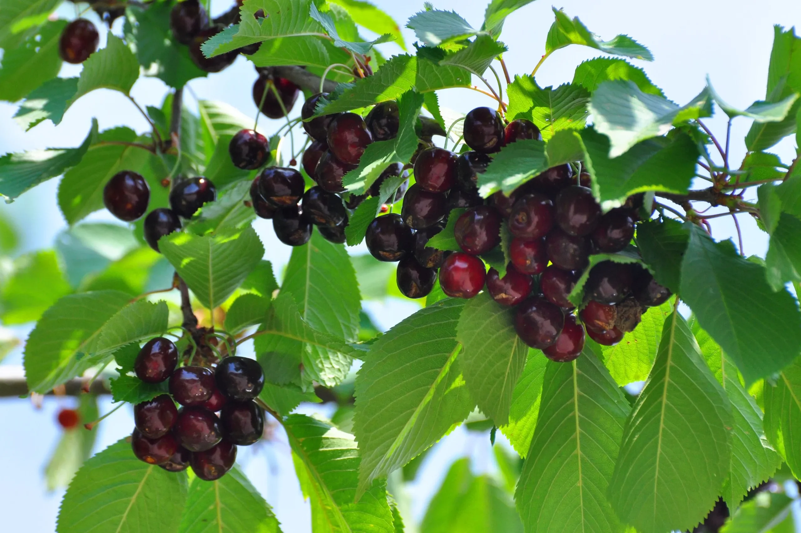 Sötkörsbär 'Stor Bigarrå' Krukodlad>Omnia garden Sale