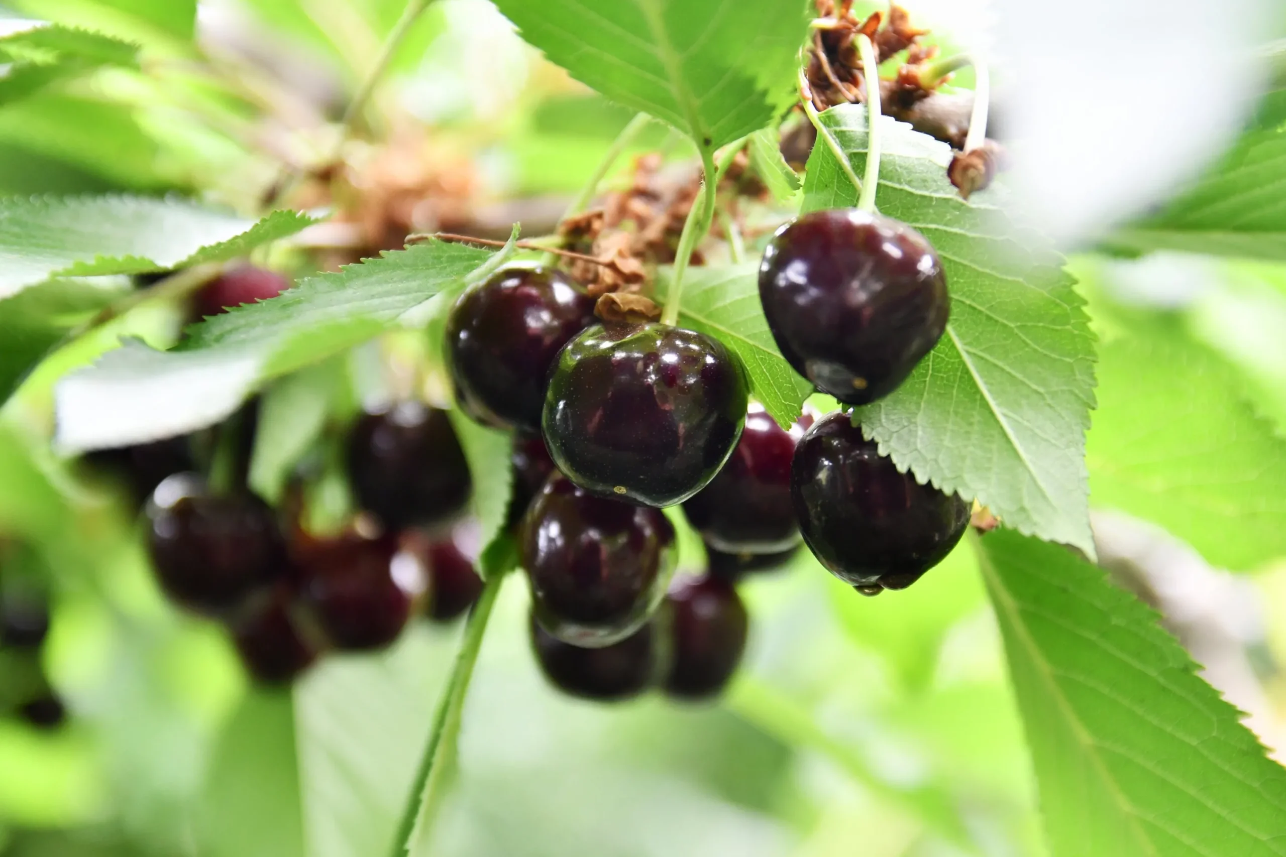 Sötkörsbär 'Stor Bigarrå' Krukodlad>Omnia garden Sale
