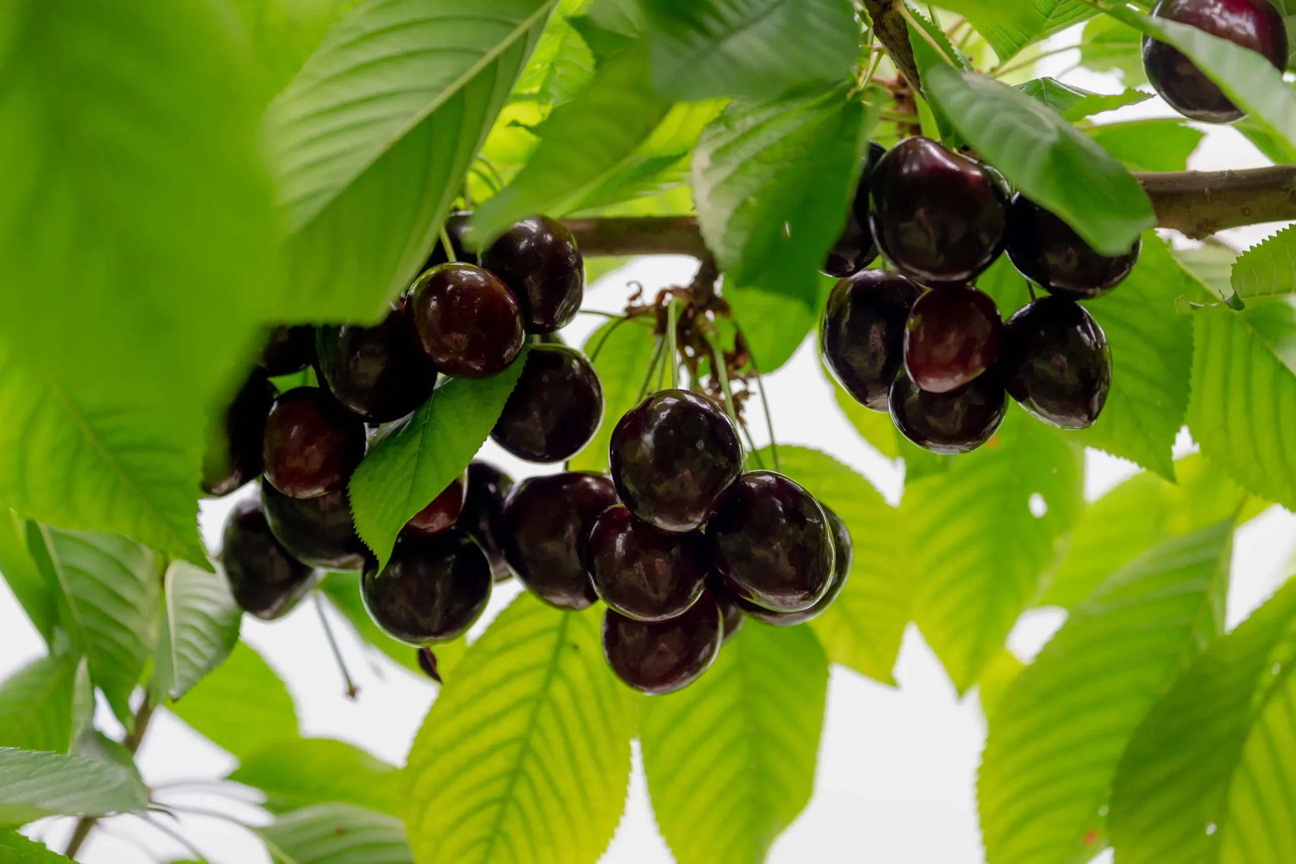 Sötkörsbär 'Stor Bigarrå' Krukodlad>Omnia garden Sale