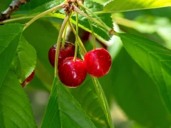 Sötkörsbär 'Sweetheart'><noscript><img width=
